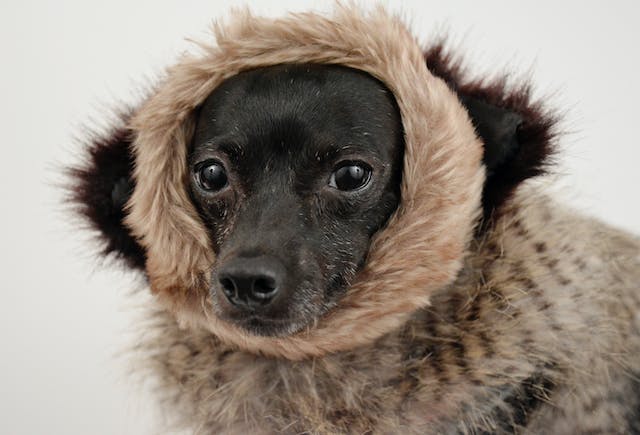 This image has an empty alt attribute; its file name is dog-fashion-ear-muffs.jpg